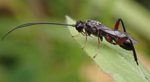 Réf. 344 499 : Wroughtonia spinator